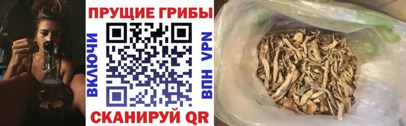где купить наркотик  Северск  Галлюциногенные грибы мицелий 