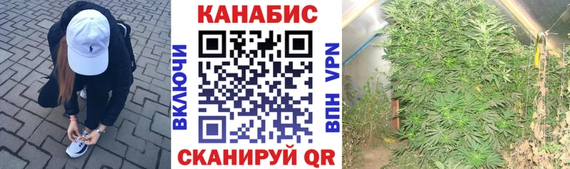 Бошки Шишки семена Северск